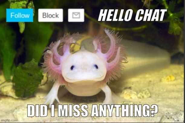 AxolotlDudes announcement template | HELLO CHAT; DID I MISS ANYTHING? | image tagged in axolotldudes announcement template | made w/ Imgflip meme maker