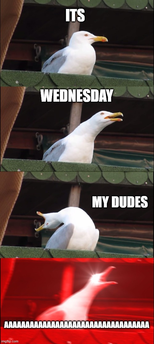 meme for jimmyhere | ITS; WEDNESDAY; MY DUDES; AAAAAAAAAAAAAAAAAAAAAAAAAAAAAAAAAA | image tagged in memes,inhaling seagull | made w/ Imgflip meme maker