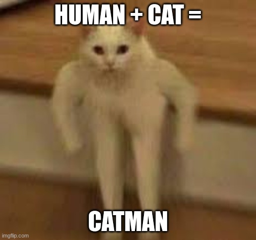 HUMAN + CAT =; CATMAN | image tagged in lol,lookin hot,show me that muscles | made w/ Imgflip meme maker