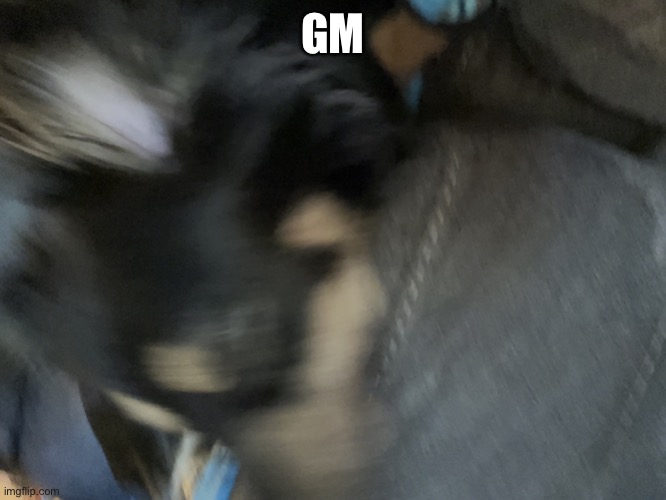 Jummy’s dog | GM | image tagged in jummy s dog | made w/ Imgflip meme maker