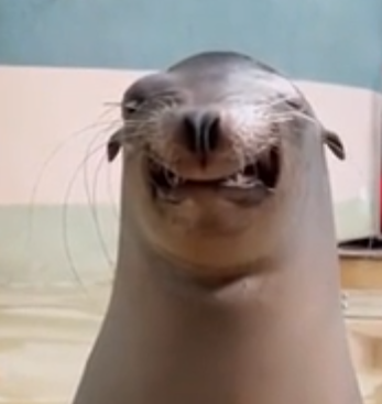 High Quality smiling sea lion Blank Meme Template