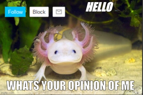 AxolotlDudes announcement template | HELLO; WHATS YOUR OPINION OF ME | image tagged in axolotldudes announcement template | made w/ Imgflip meme maker