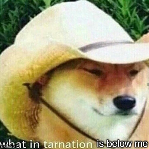 What in tarnation dog | is below me | image tagged in what in tarnation dog | made w/ Imgflip meme maker