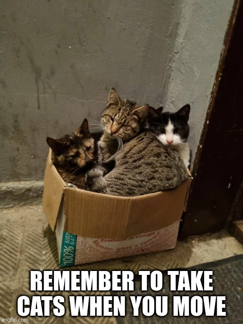 REMEMBER TO TAKE CATS WHEN YOU MOVE | image tagged in cat | made w/ Imgflip meme maker
