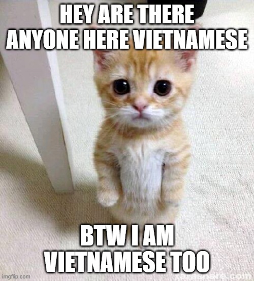 Cute Cat Meme | HEY ARE THERE ANYONE HERE VIETNAMESE; BTW I AM VIETNAMESE TOO | image tagged in memes,cute cat | made w/ Imgflip meme maker