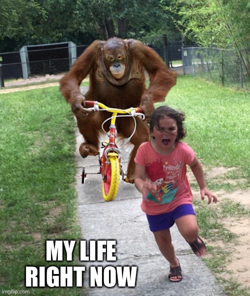 Orangutan chasing girl on a tricycle | MY LIFE RIGHT NOW | image tagged in orangutan chasing girl on a tricycle | made w/ Imgflip meme maker