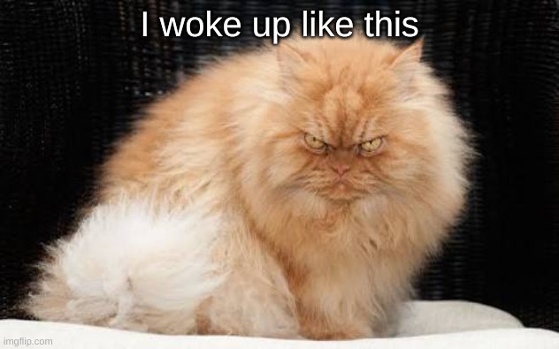 Evil Cats | I woke up like this | image tagged in evil cats | made w/ Imgflip meme maker