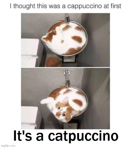 It's a catpuccino | image tagged in cats | made w/ Imgflip meme maker