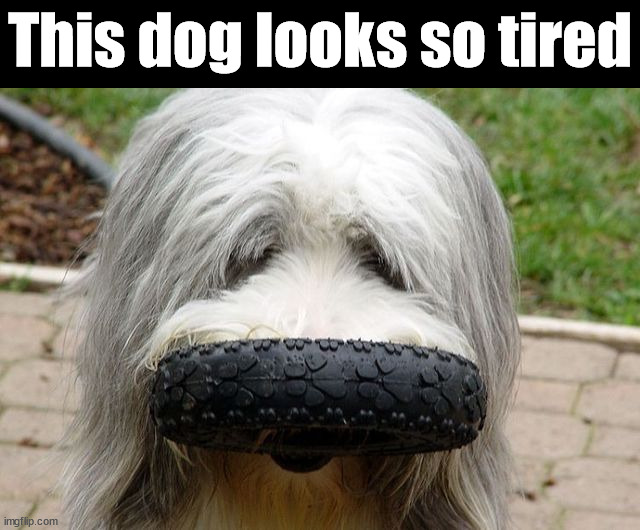 This dog looks so tired | image tagged in dogs | made w/ Imgflip meme maker