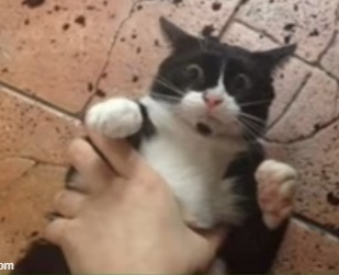 High Quality Cat getting grabbed Blank Meme Template
