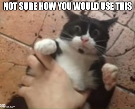 NOOOOOO | NOT SURE HOW YOU WOULD USE THIS | image tagged in cat getting grabbed | made w/ Imgflip meme maker
