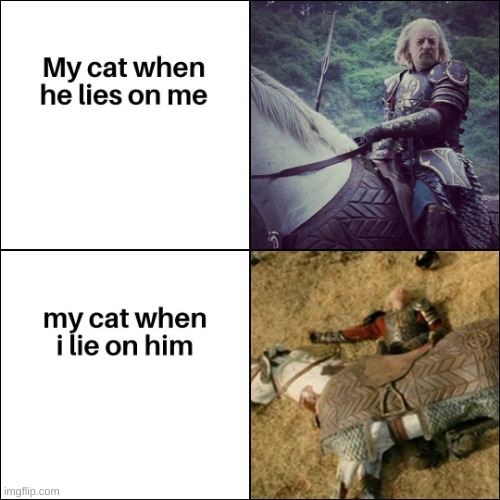 he's comfortable to lay on | image tagged in cats | made w/ Imgflip meme maker