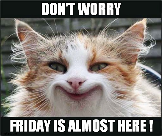 Positive Cattitude ! | DON'T WORRY; FRIDAY IS ALMOST HERE ! | image tagged in cats,positive thinking,friday | made w/ Imgflip meme maker