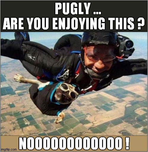 Skydiving Pug ! | PUGLY ... 
ARE YOU ENJOYING THIS ? NOOOOOOOOOOOO ! | image tagged in dogs,parachute,free fall,skydiving | made w/ Imgflip meme maker