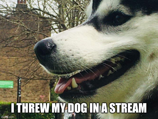 I THREW MY DOG IN A STREAM | made w/ Imgflip meme maker