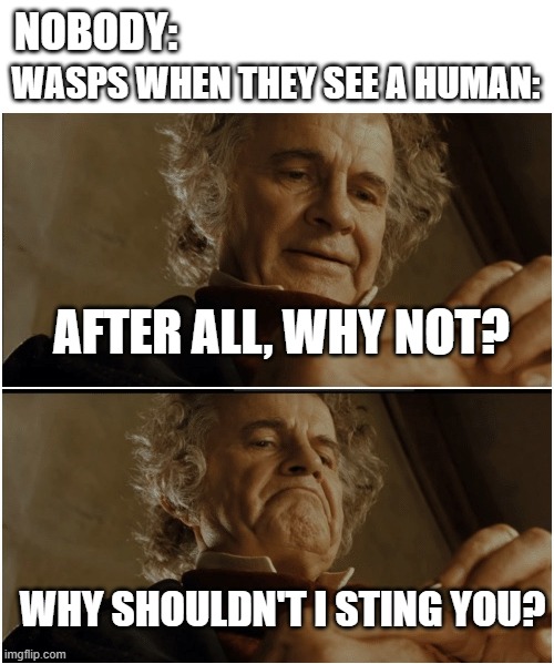 strange | WASPS WHEN THEY SEE A HUMAN:; NOBODY:; AFTER ALL, WHY NOT? WHY SHOULDN'T I STING YOU? | image tagged in bilbo - why shouldn t i keep it,bugs | made w/ Imgflip meme maker