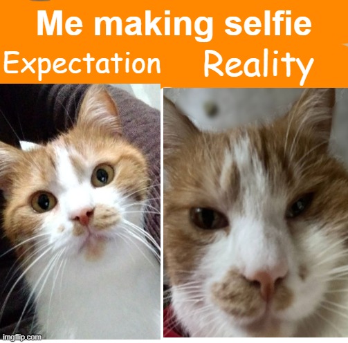 Making Selfie | Me making selfie; Reality; Expectation | image tagged in selfie,cats,expectations,expectation vs reality | made w/ Imgflip meme maker