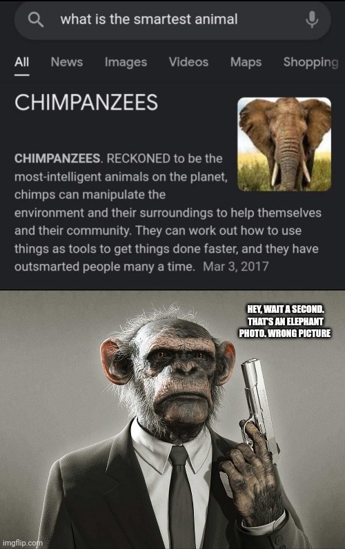 Elephant photo | HEY, WAIT A SECOND. THAT'S AN ELEPHANT PHOTO. WRONG PICTURE | image tagged in chimpanzee with gun,you had one job,memes,elephant,meme,chimpanzee | made w/ Imgflip meme maker