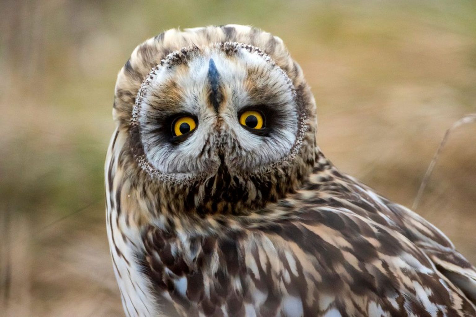 Owl Blank Meme Template