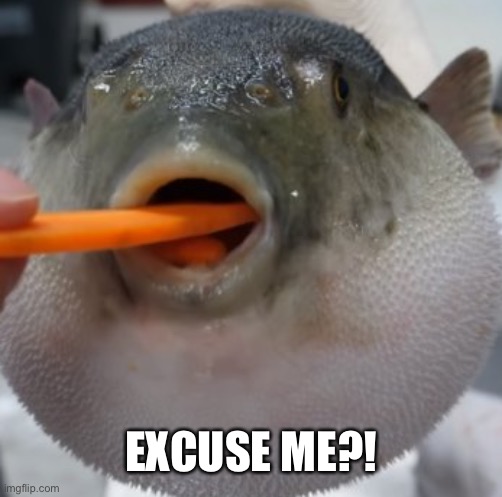 pufferfish eating carrot | EXCUSE ME?! | image tagged in pufferfish eating carrot | made w/ Imgflip meme maker