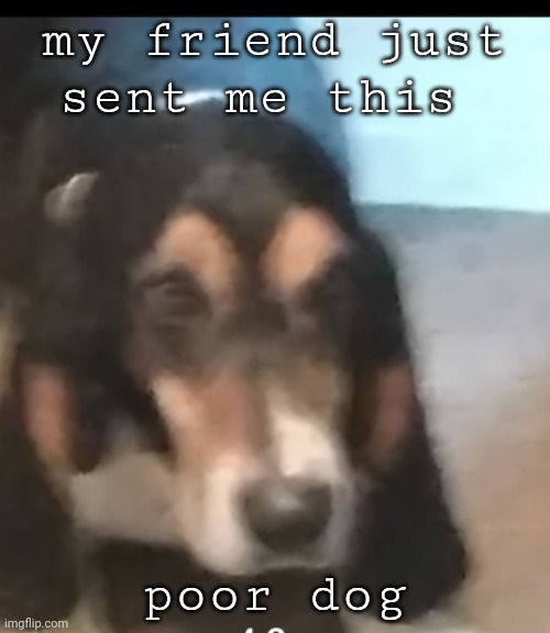 my friend just sent me this; poor dog | made w/ Imgflip meme maker