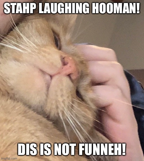 Funny picture of sweet pumpkin | STAHP LAUGHING HOOMAN! DIS IS NOT FUNNEH! | made w/ Imgflip meme maker