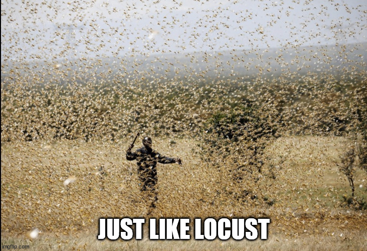 Locust Swarm | JUST LIKE LOCUST | image tagged in locust swarm | made w/ Imgflip meme maker