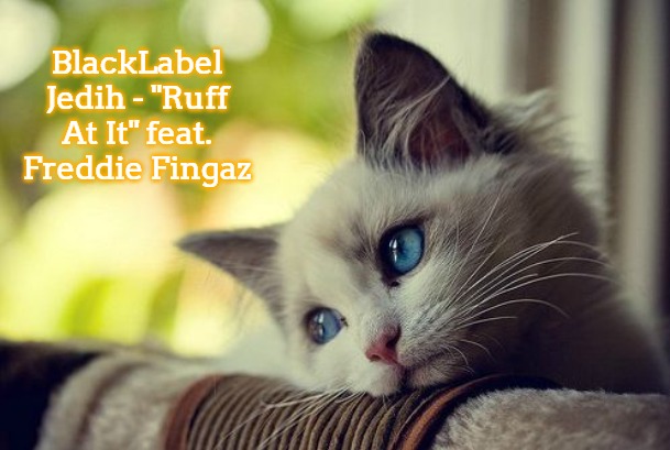 First World Problems Cat |  BlackLabel Jedih - "Ruff At It" feat. Freddie Fingaz | image tagged in memes,first world problems cat,slavs,freddie fingaz,blacklabel jedih | made w/ Imgflip meme maker