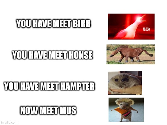 The Meme-Animal Strike Forse Is Back | YOU HAVE MEET BIRB; YOU HAVE MEET HONSE; YOU HAVE MEET HAMPTER; NOW MEET MUS | image tagged in blank white template | made w/ Imgflip meme maker