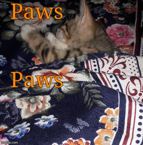 . | Paws; Paws | made w/ Imgflip meme maker