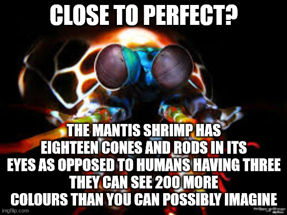 mantis shrimp, creationism, eyesight | CLOSE TO PERFECT? THE MANTIS SHRIMP HAS EIGHTEEN CONES AND RODS IN ITS EYES AS OPPOSED TO HUMANS HAVING THREE
THEY CAN SEE 200 MORE COLOURS THAN YOU CAN POSSIBLY IMAGINE | image tagged in mantis shrimp,shrimp,eyesight | made w/ Imgflip meme maker
