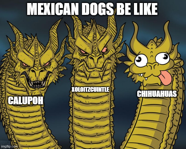 The difference is really remarkable |  MEXICAN DOGS BE LIKE; XOLOITZCUINTLE; CHIHUAHUAS; CALUPOH | image tagged in three-headed dragon,dogs,mexico,chihuahua | made w/ Imgflip meme maker