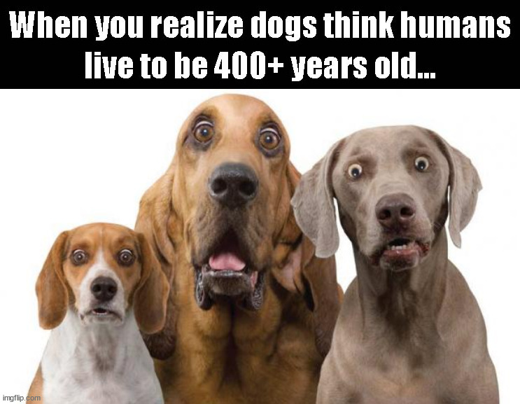image tagged in dogs surprised,old age | made w/ Imgflip meme maker