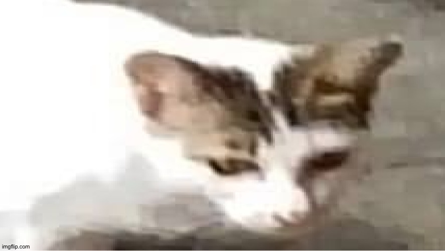 Glowing eyes cat | image tagged in glowing eyes cat | made w/ Imgflip meme maker