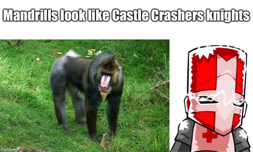 monke mashers | Mandrills look like Castle Crashers knights | image tagged in monke | made w/ Imgflip meme maker