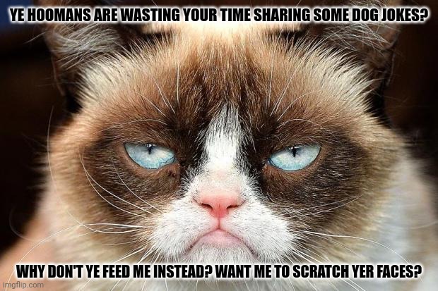 Grumpy Cat Not Amused Meme | YE HOOMANS ARE WASTING YOUR TIME SHARING SOME DOG JOKES? WHY DON'T YE FEED ME INSTEAD? WANT ME TO SCRATCH YER FACES? | image tagged in memes,kitty,hungry | made w/ Imgflip meme maker