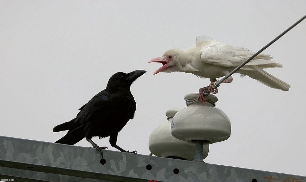 albino crow | image tagged in awesome | made w/ Imgflip meme maker