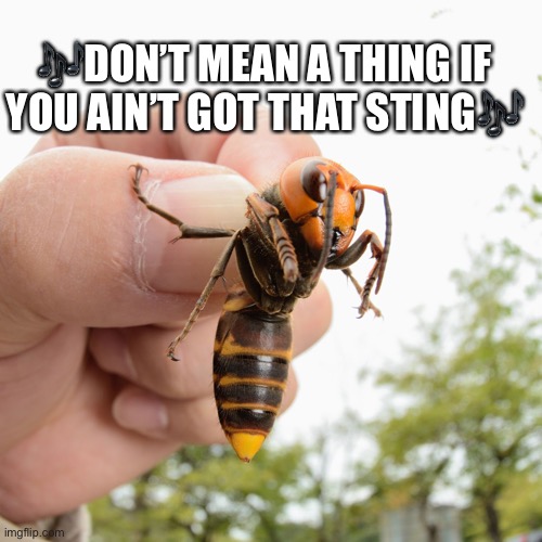 Murder Hornet | 🎶DON’T MEAN A THING IF YOU AIN’T GOT THAT STING🎶 | image tagged in murder hornet | made w/ Imgflip meme maker
