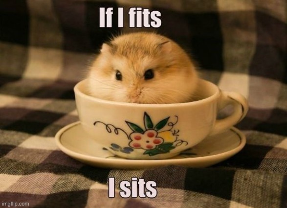 I'm gonna love on my hampter when I get home. | made w/ Imgflip meme maker