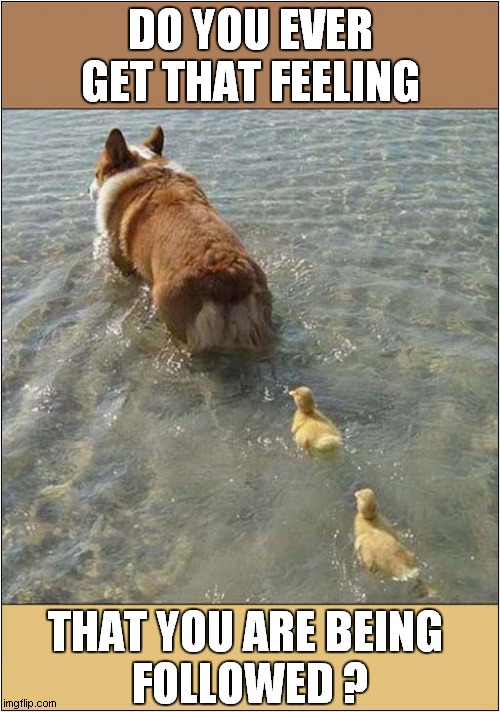 They're Behind You ! | DO YOU EVER GET THAT FEELING; THAT YOU ARE BEING 
FOLLOWED ? | image tagged in dogs,duckling,followers | made w/ Imgflip meme maker