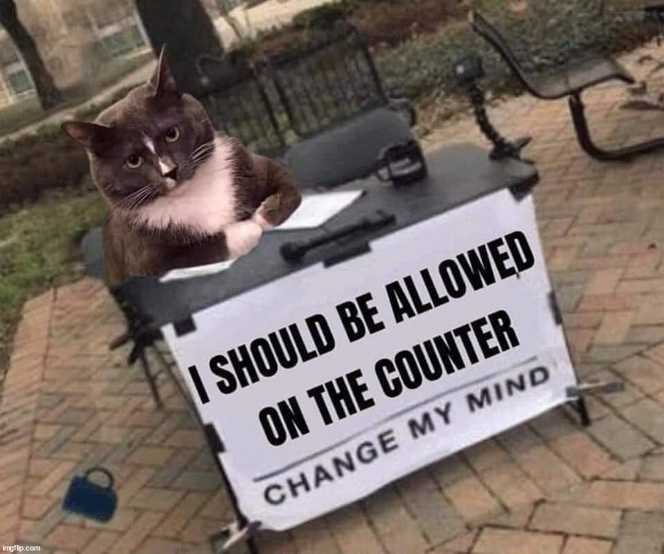 The cat knocked the mug off. | image tagged in cats | made w/ Imgflip meme maker