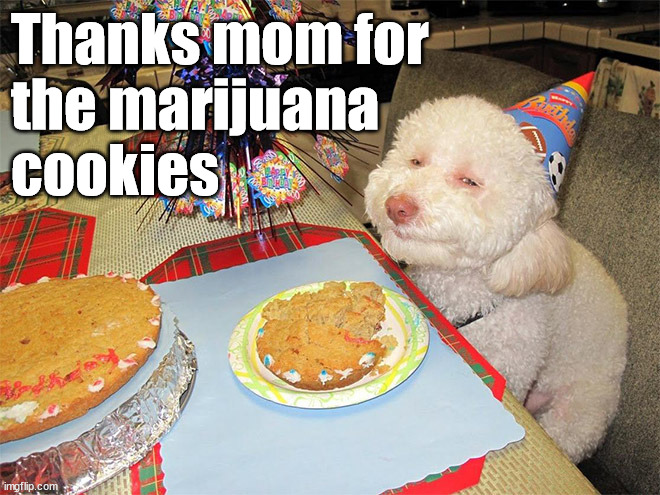 Thanks mom for 
the marijuana 
cookies | image tagged in dogs | made w/ Imgflip meme maker