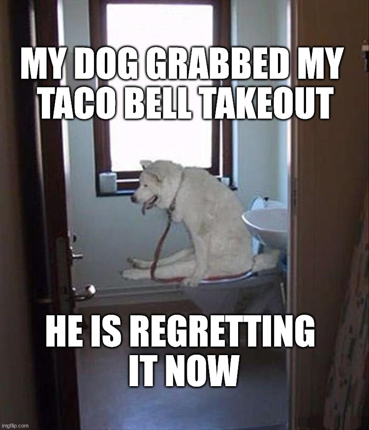 MY DOG GRABBED MY 
TACO BELL TAKEOUT; HE IS REGRETTING 
IT NOW | image tagged in dogs | made w/ Imgflip meme maker
