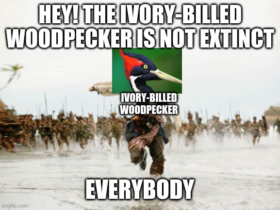 Jack Sparrow Being Chased | HEY! THE IVORY-BILLED WOODPECKER IS NOT EXTINCT; IVORY-BILLED WOODPECKER; EVERYBODY | image tagged in memes,jack sparrow being chased | made w/ Imgflip meme maker
