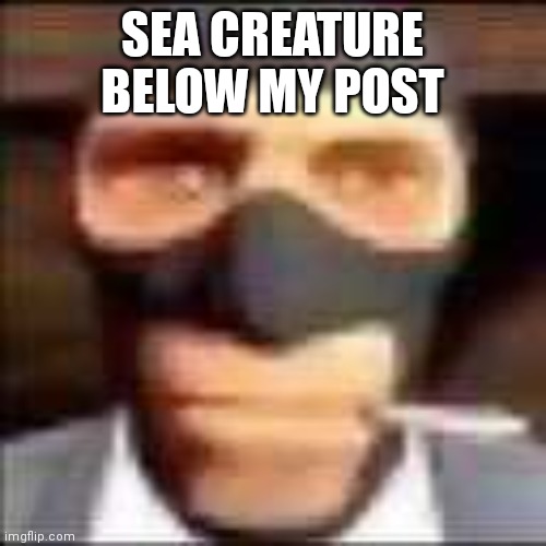 spi | SEA CREATURE BELOW MY POST | image tagged in spi | made w/ Imgflip meme maker