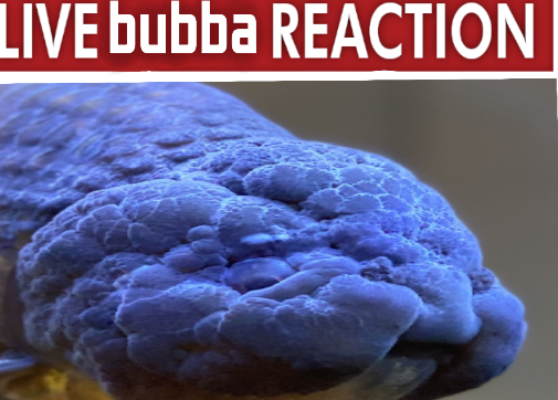 bubba Blank Meme Template