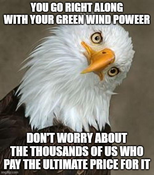 Green Power kills me | YOU GO RIGHT ALONG WITH YOUR GREEN WIND POWEER; DON'T WORRY ABOUT THE THOUSANDS OF US WHO PAY THE ULTIMATE PRICE FOR IT | image tagged in bald eagle tilt,global warming | made w/ Imgflip meme maker