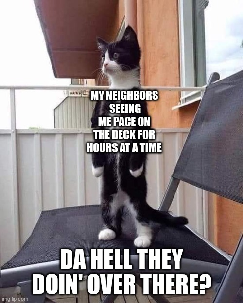 Lock down cat cough | MY NEIGHBORS  SEEING ME PACE ON THE DECK FOR HOURS AT A TIME; DA HELL THEY DOIN' OVER THERE? | image tagged in cat | made w/ Imgflip meme maker