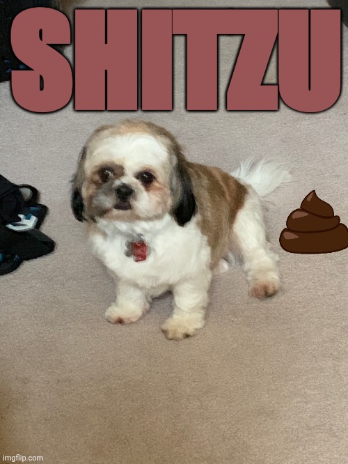 Shihtzu | SHITZU | image tagged in shihtzu | made w/ Imgflip meme maker