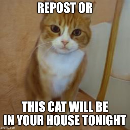 Repost or else! | REPOST OR; THIS CAT WILL BE IN YOUR HOUSE TONIGHT | image tagged in repost cursed cat | made w/ Imgflip meme maker
